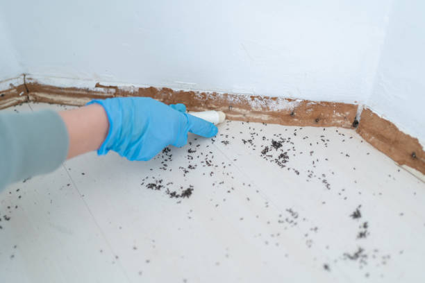 Best Best Pest Control Companies  in Sam Rayburn, TX